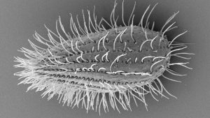 A tetrahymena cell, which is included in a new learning module for high school classrooms that encourages students to directly test the effects of e-cigarette vapor on living cells. Photo by Aswati Subramanian/Cornell University.